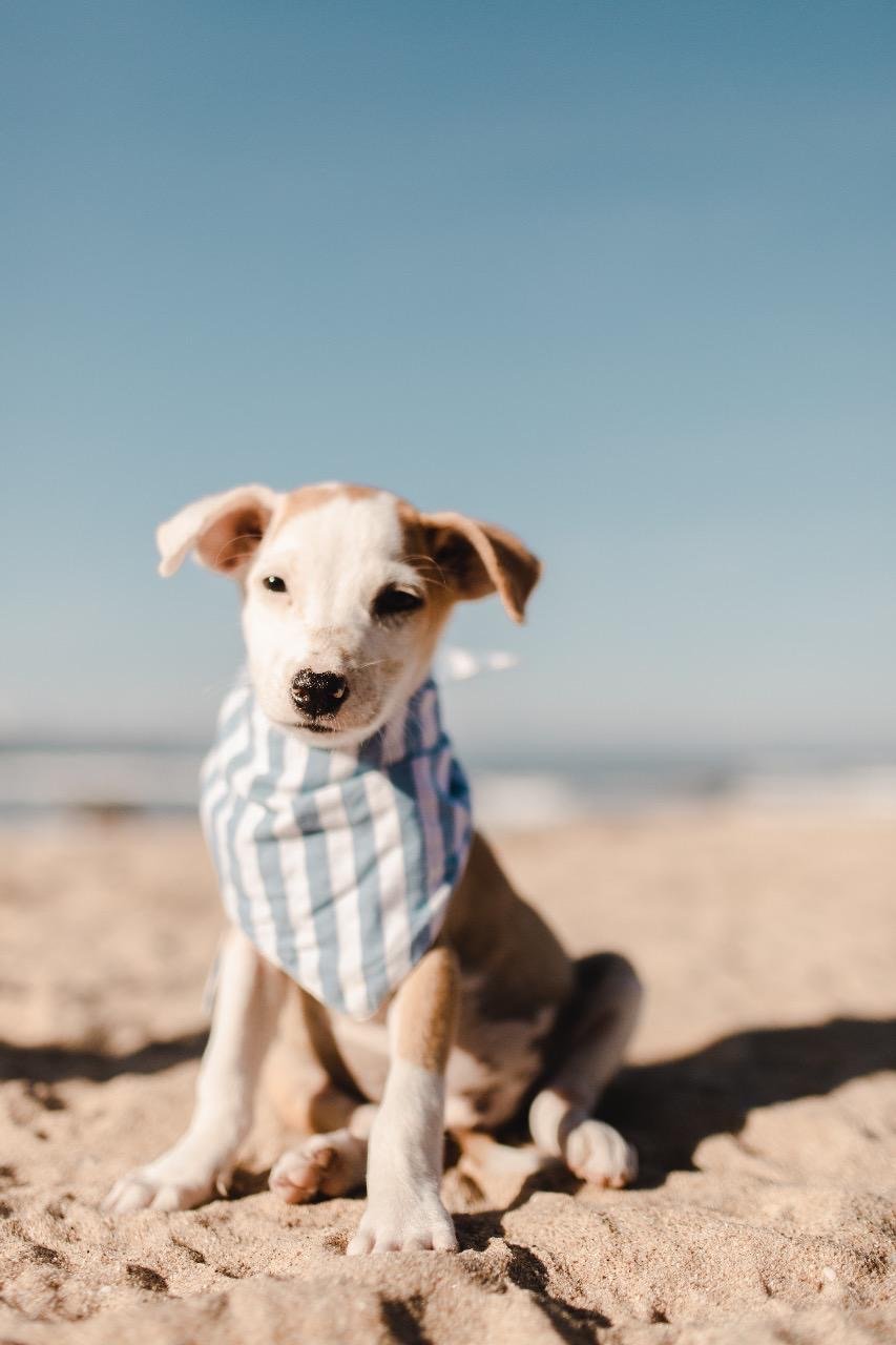 Red bandana
