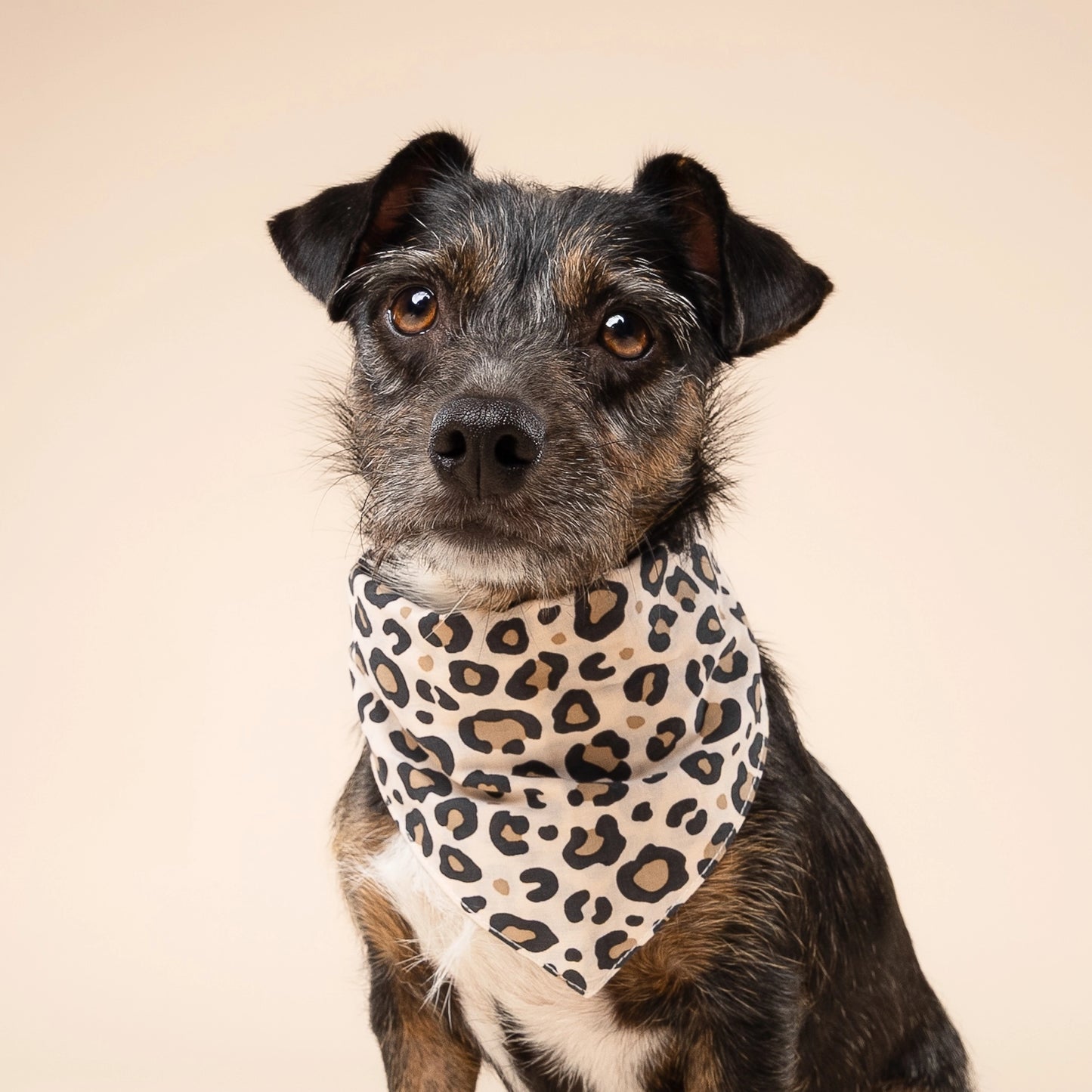 Bandana Léopard