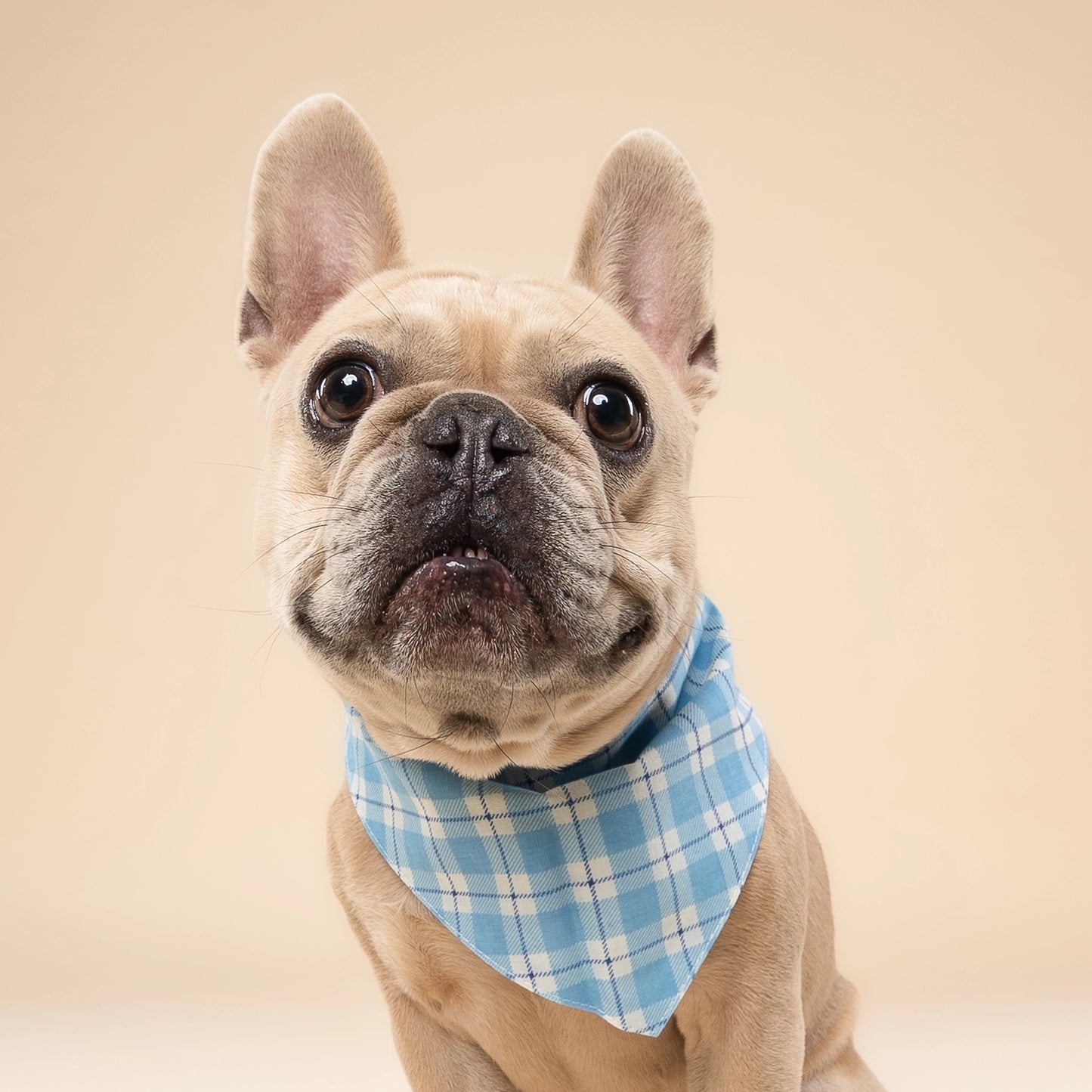 blue gingham bandana