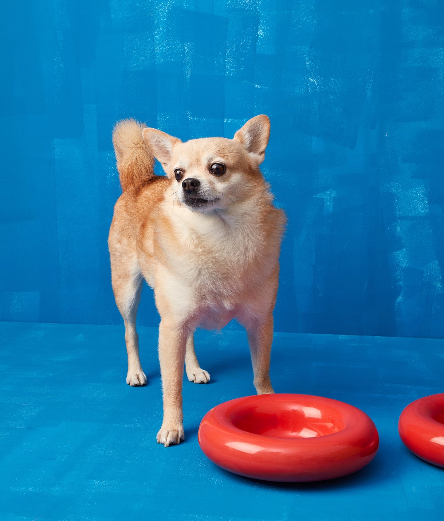 chihuaha avec gamelles rouges