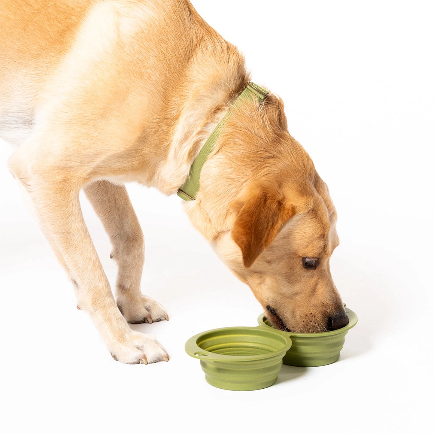 Double bol de voyage pour chien