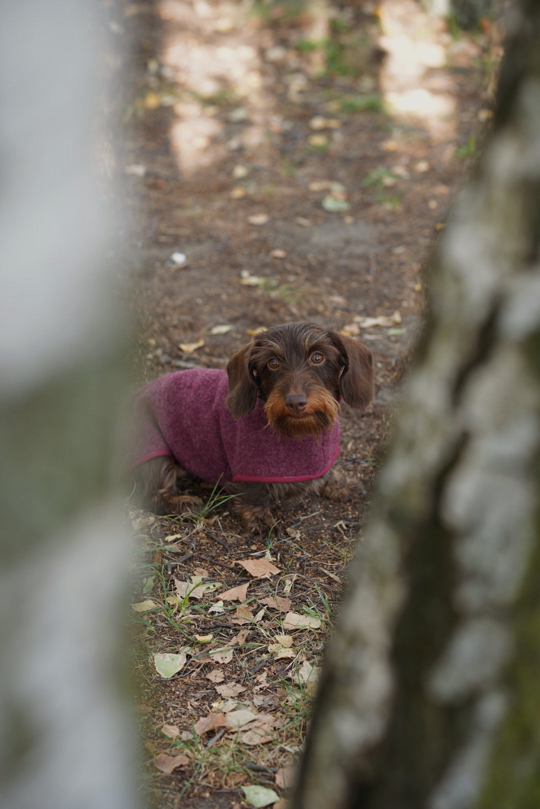 Manteau en laine Bordeaux pour chien
