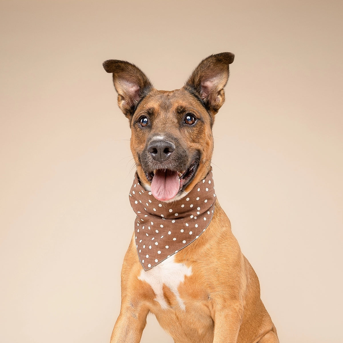 Bandana Pois Marron