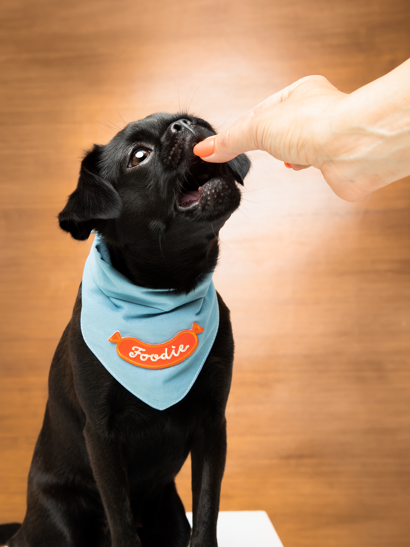 chien-ecusson-bandana-bordeaux-nugget