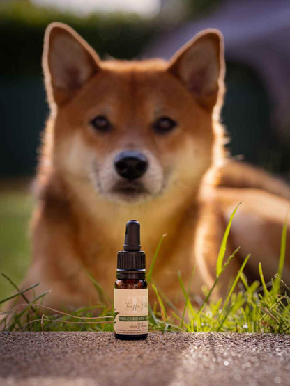 CBD oil for dogs