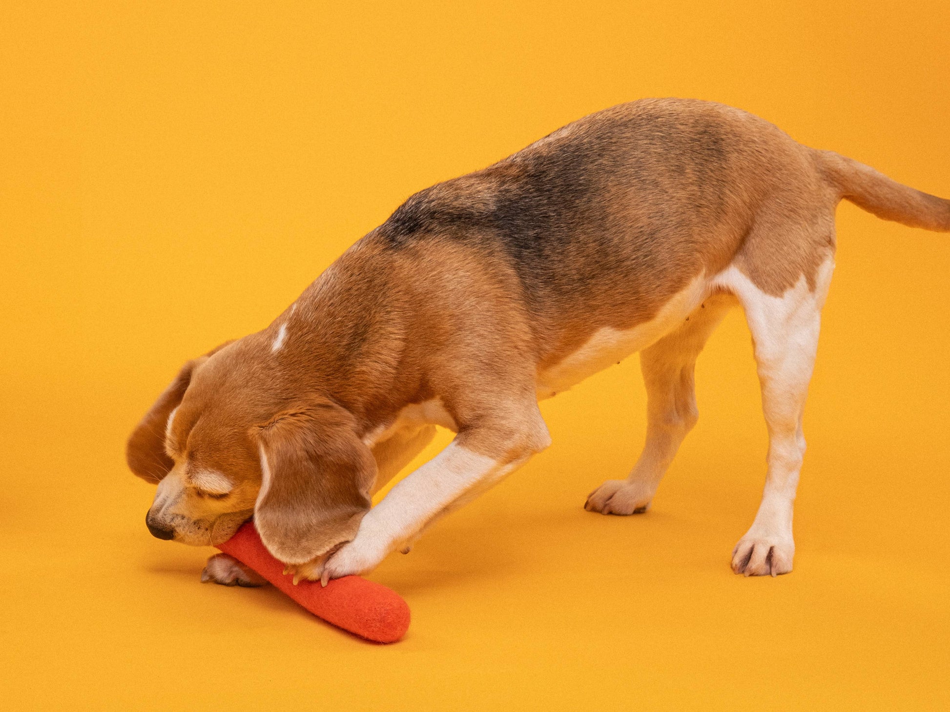 beagle-baton-feutre