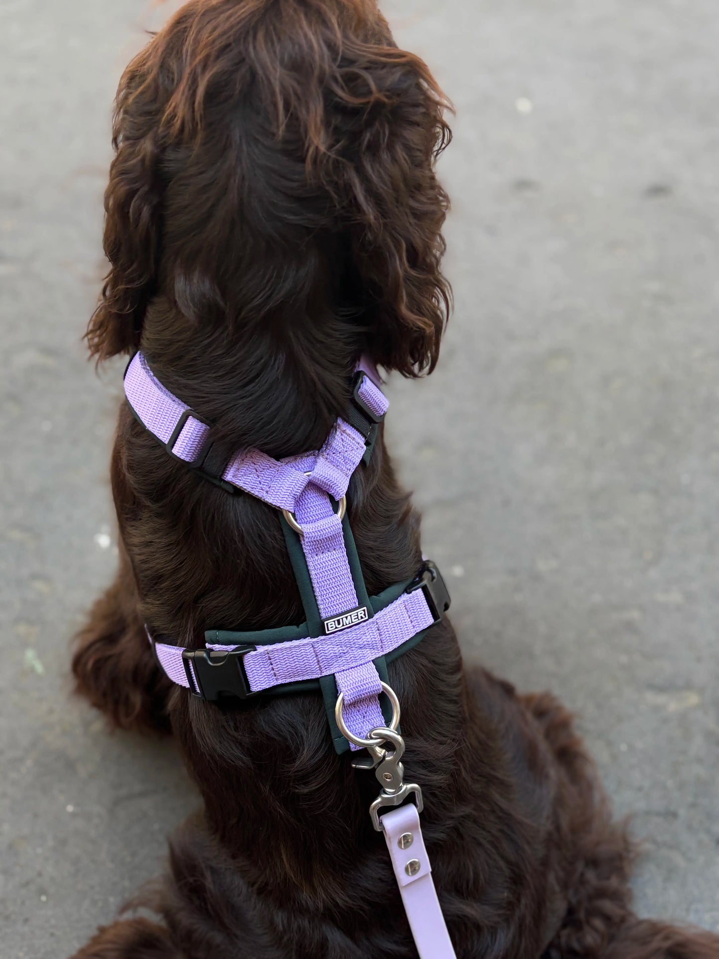 Harnais Vert et Lilas