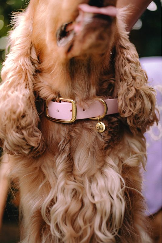 Pink Waterproof Biothane Collar