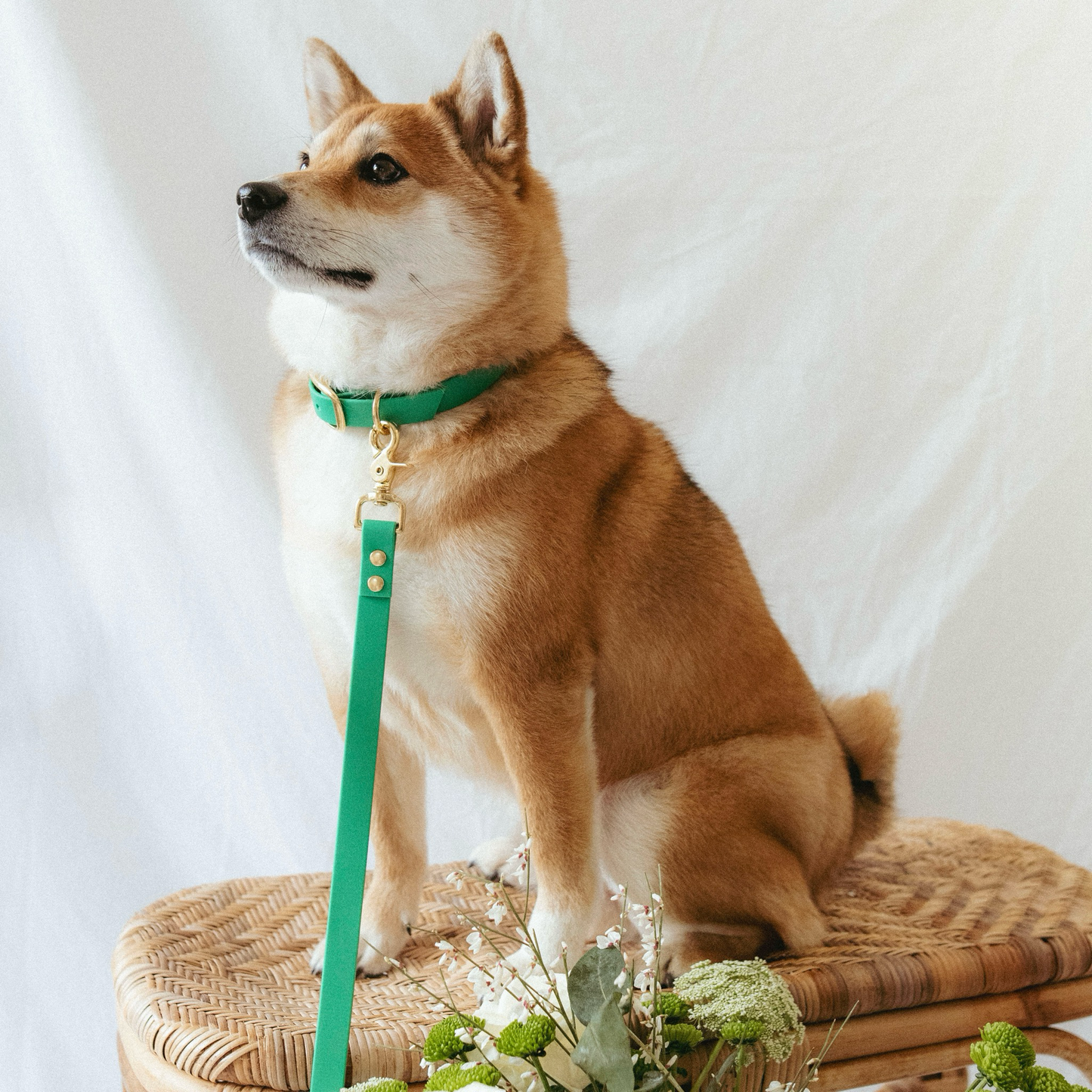 Tropical Green Waterproof Biothane Collar