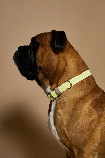 Collier en biothane - Jaune pastel