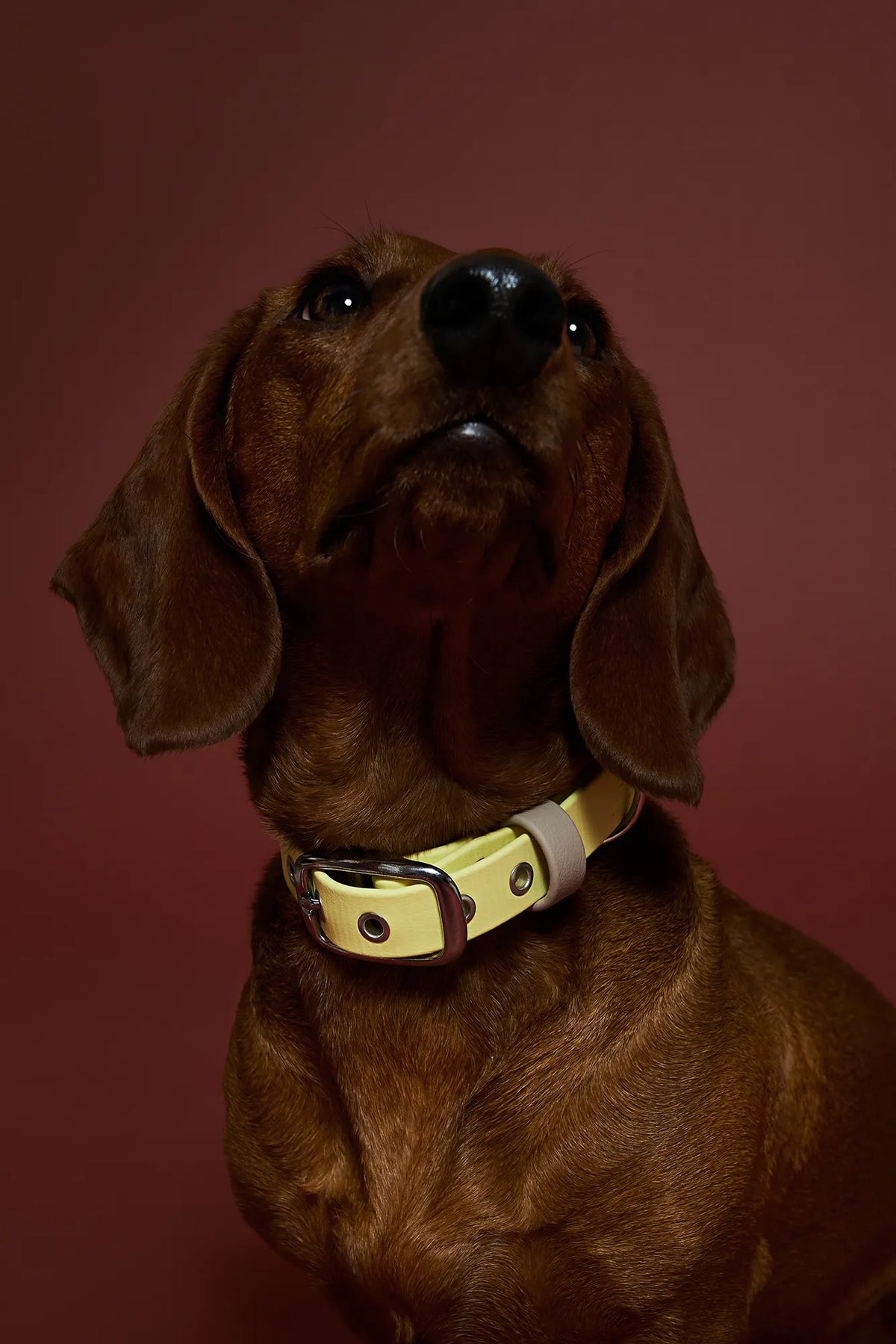 Collier en biothane - Jaune pastel