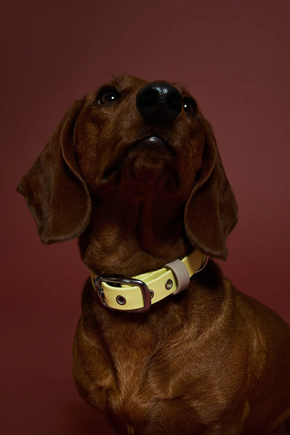 Collier en biothane - Jaune pastel