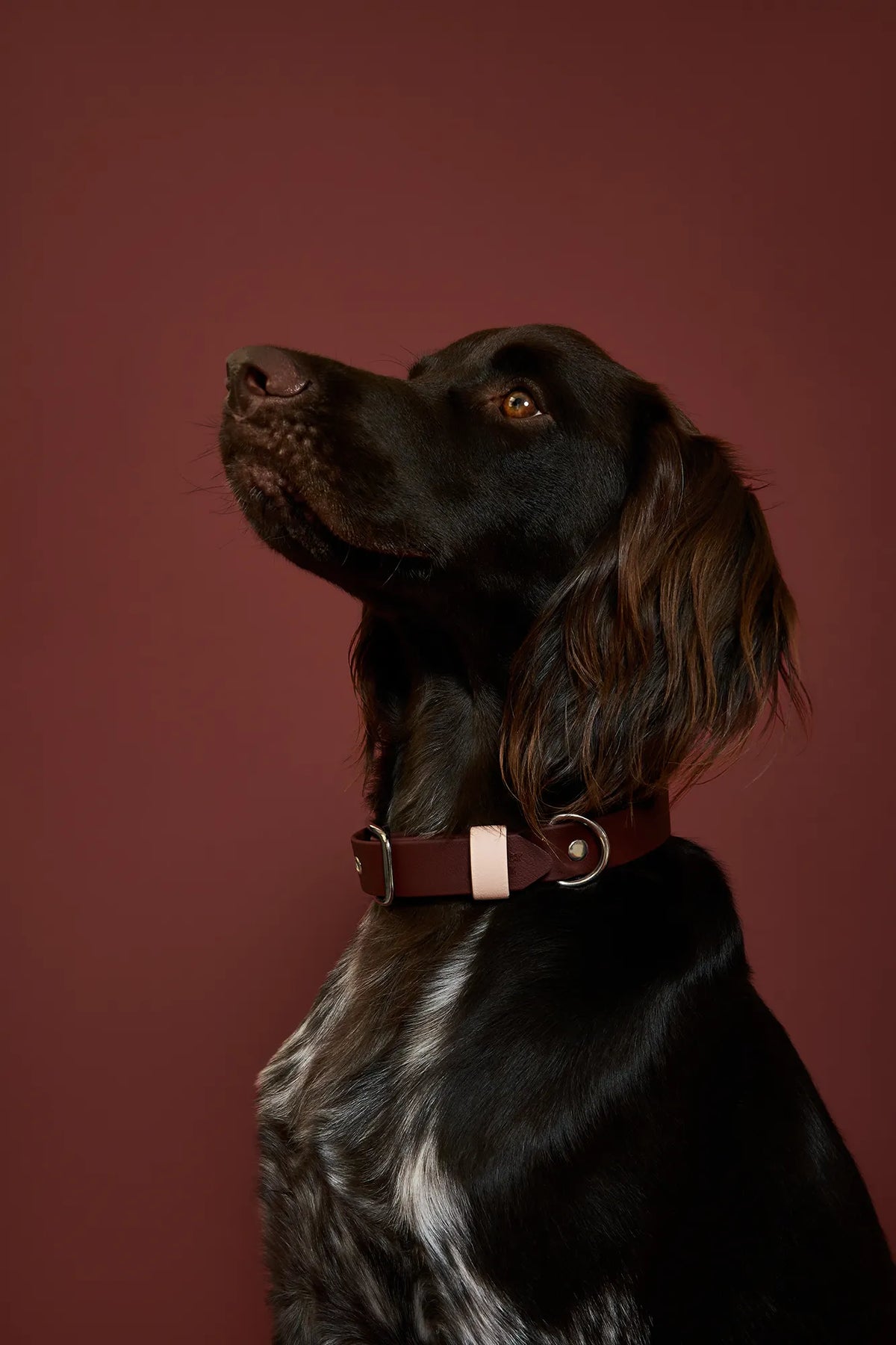 Collier en biothane - Saddle