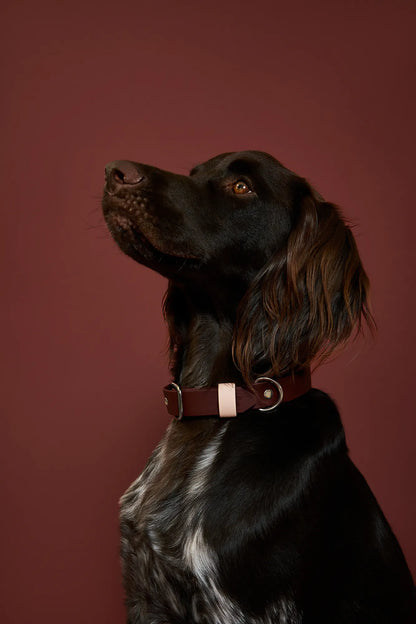Collier en biothane - Saddle