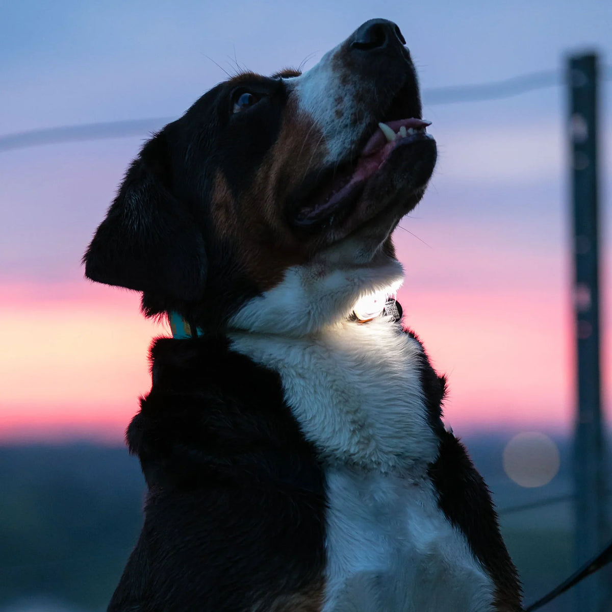 Lumière LED sécurité pour chien