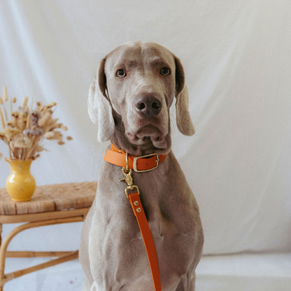 Orange waterproof biothane collar