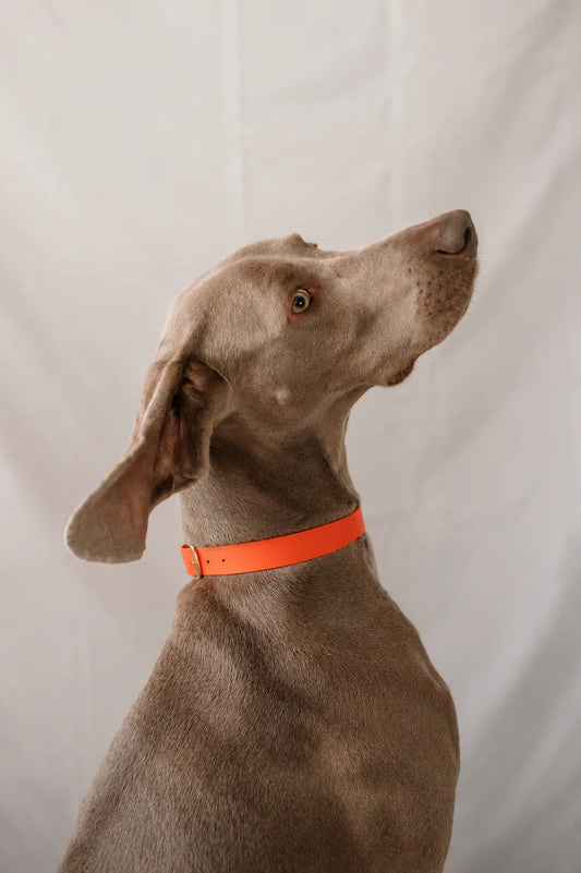 Collier biothane Orange néon