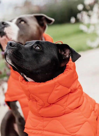 manteau-staffie-orange