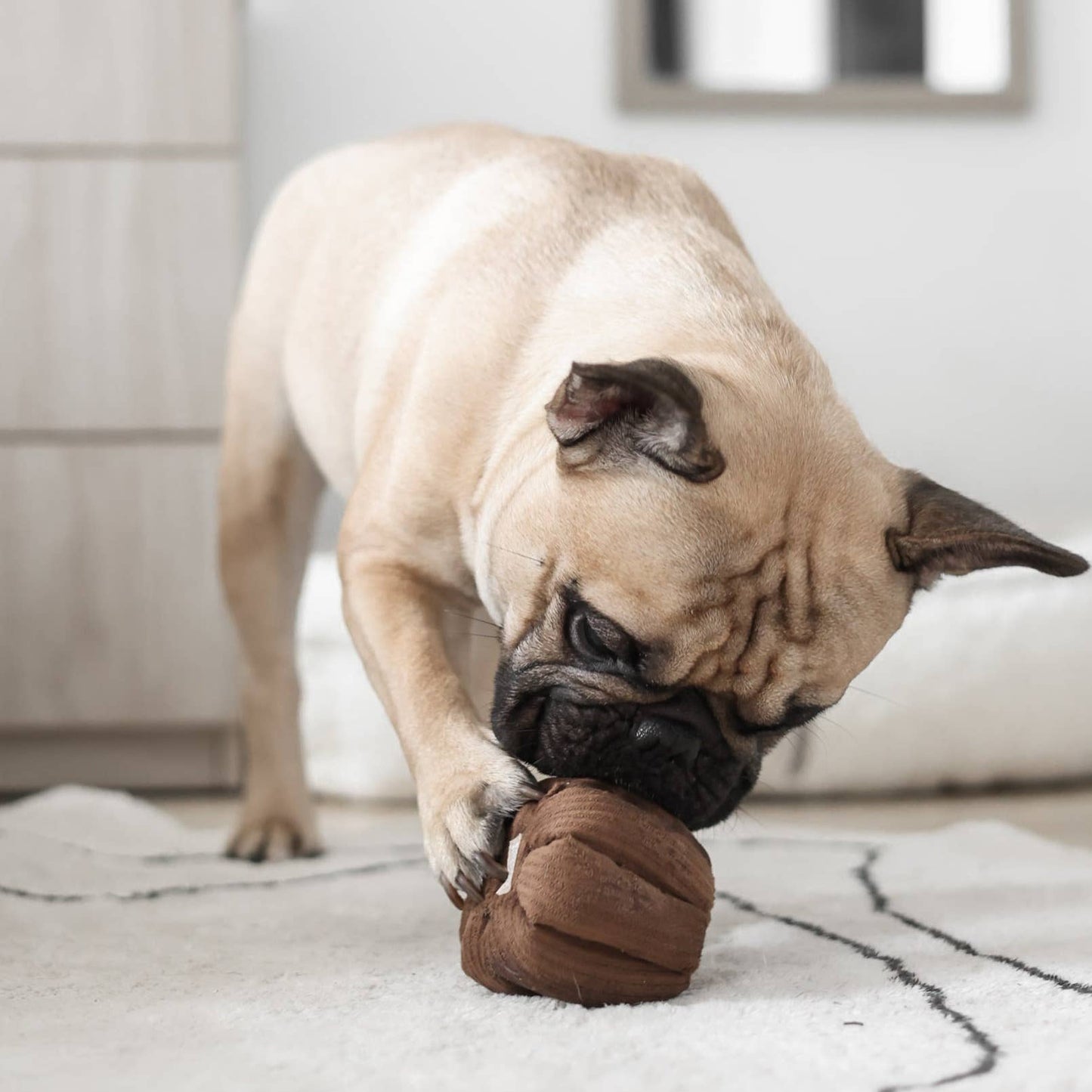 fouille-canele-pour-chien