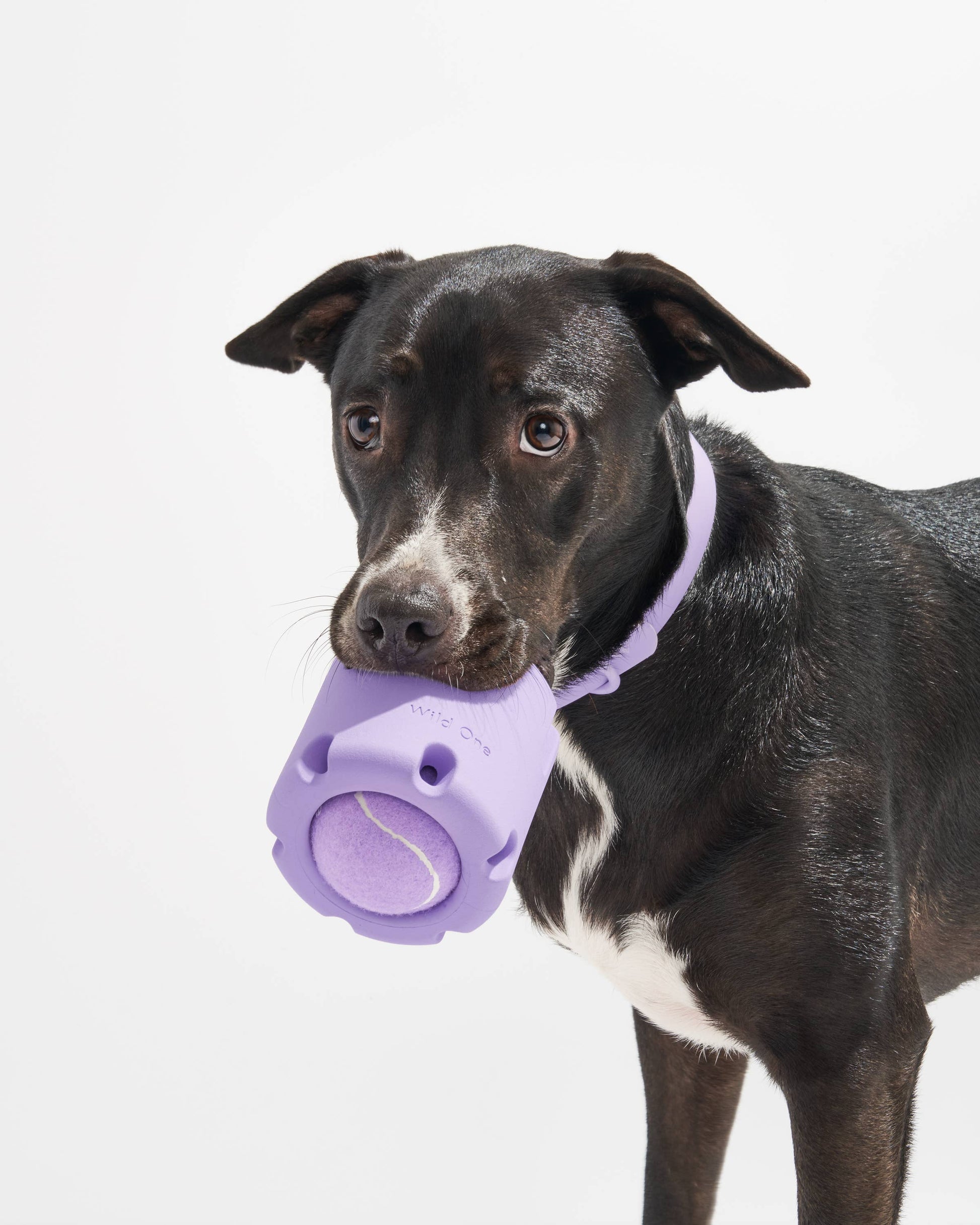 jouet-intelligence-chiens-bordeaux-nugget-conceptstore