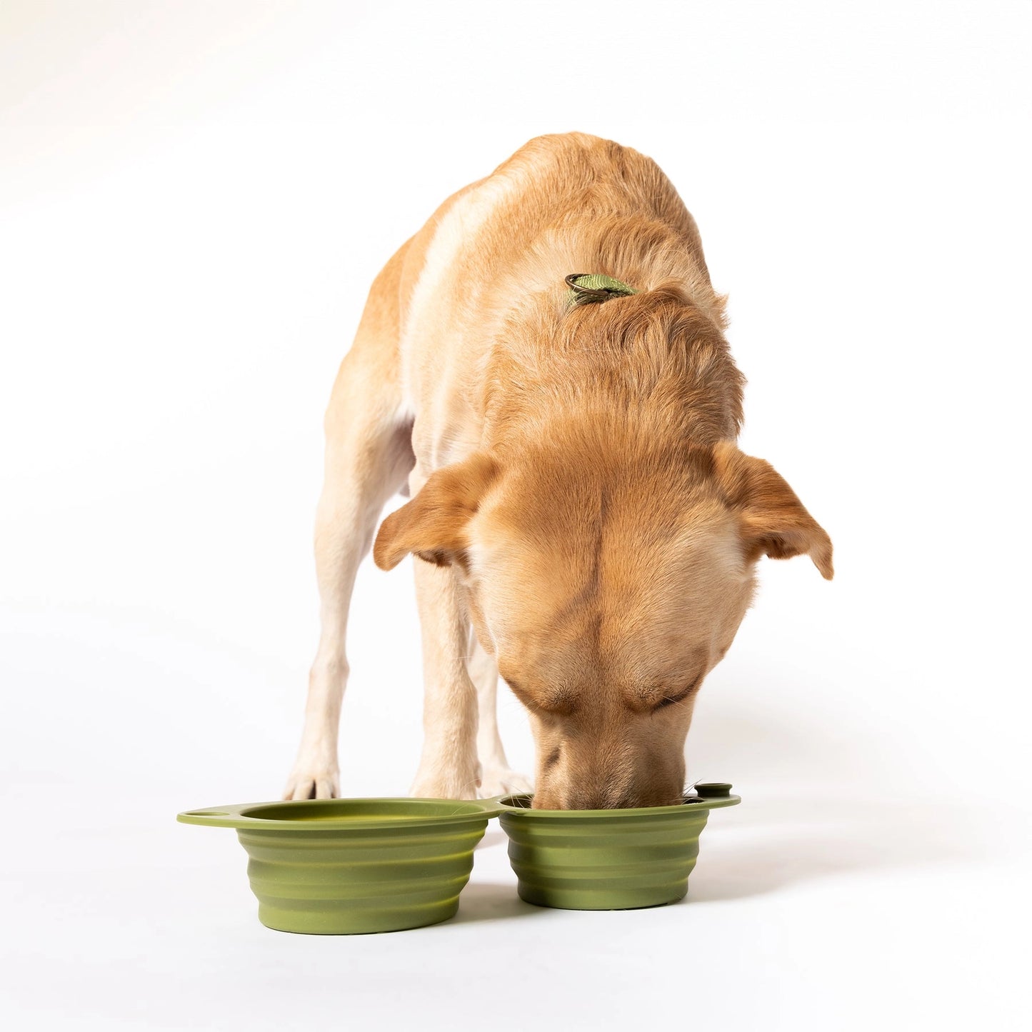 Double bol de voyage pour chien