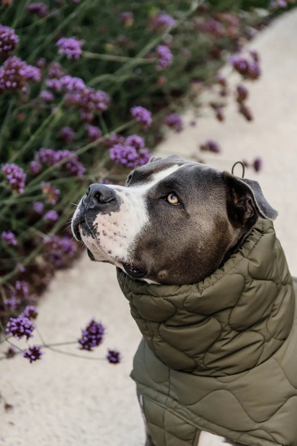 Khaki dog down jacket