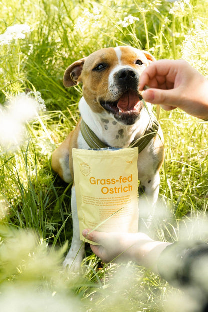 Natural ostrich treats