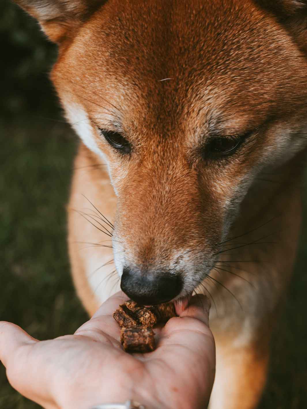 Beef Treats