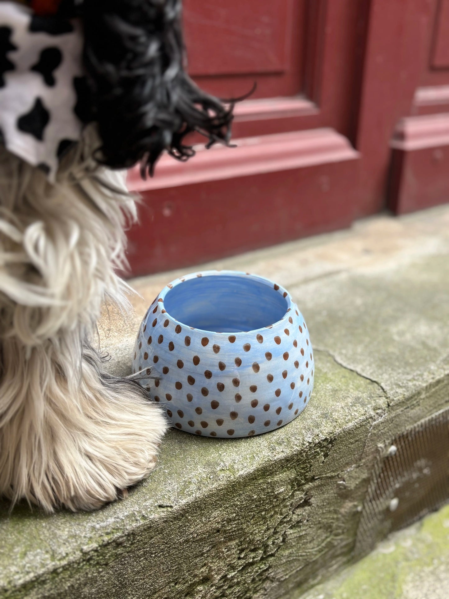 Ceramic Cocker Spaniel Bowl - Blue Dots