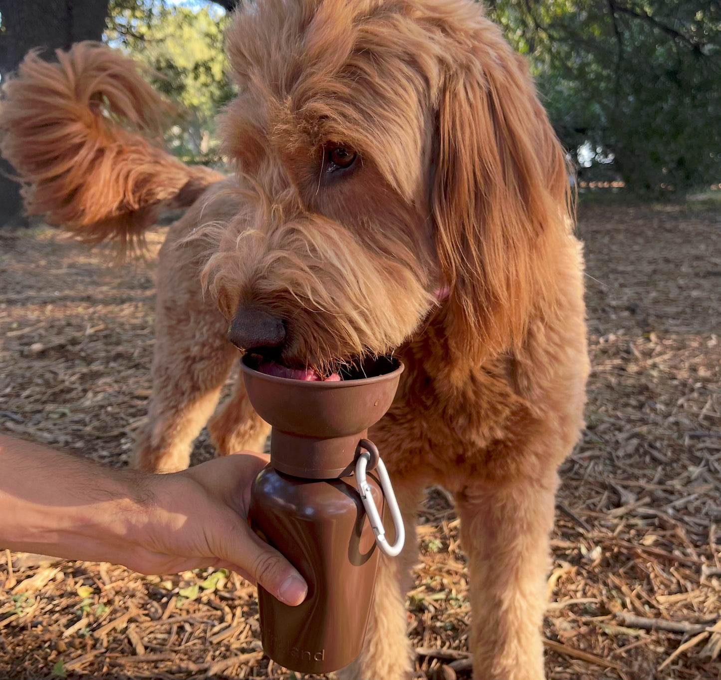 Brown dog water bottle