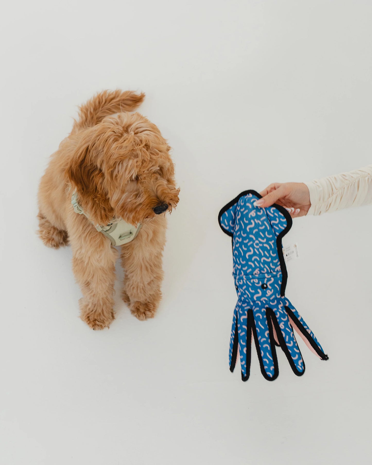 Jouet calamar résistant