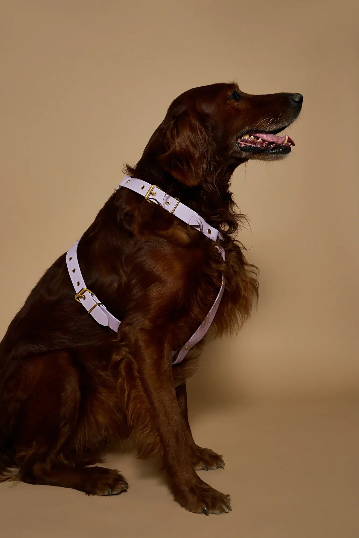 Lilac biothane harness