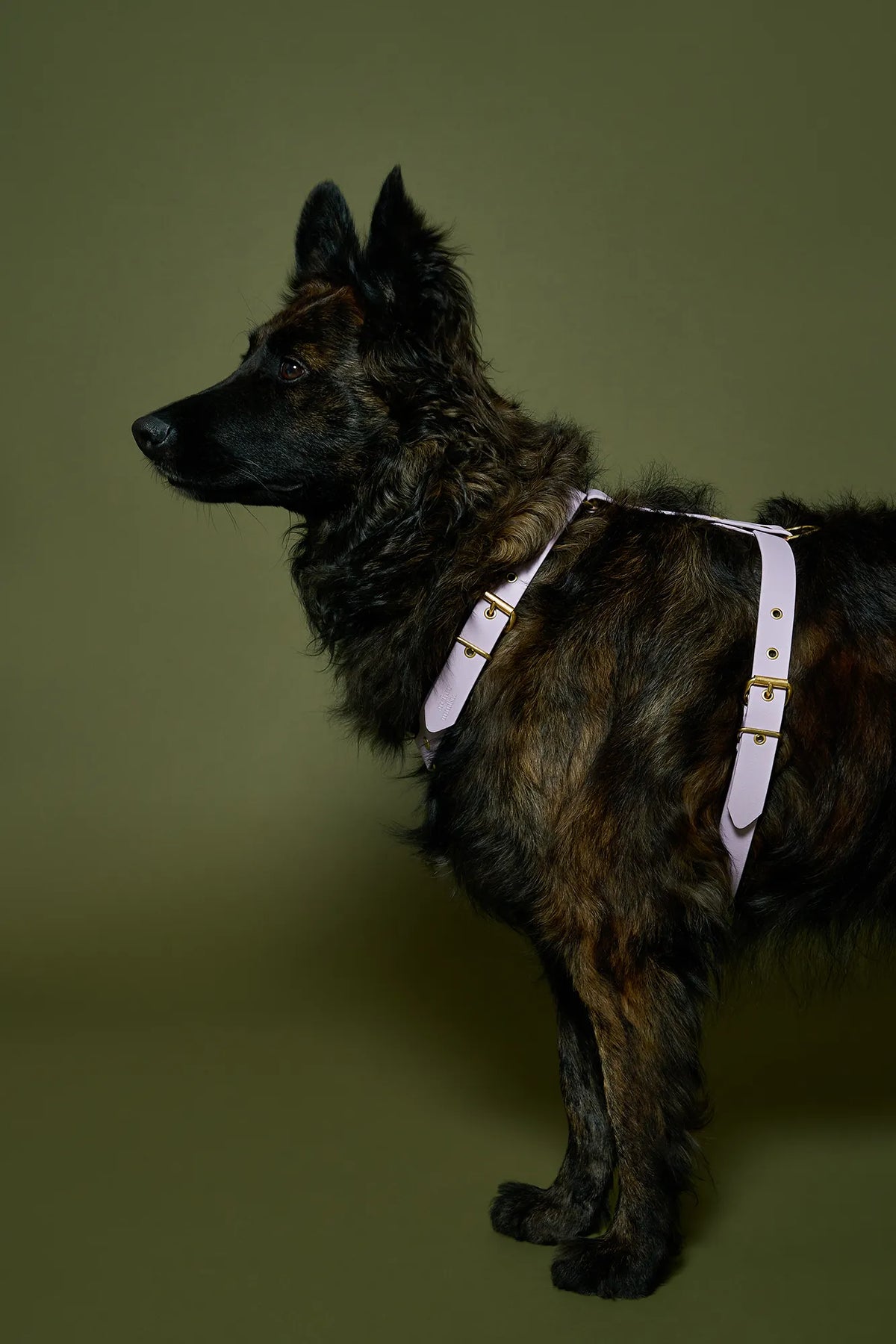Lilac biothane harness