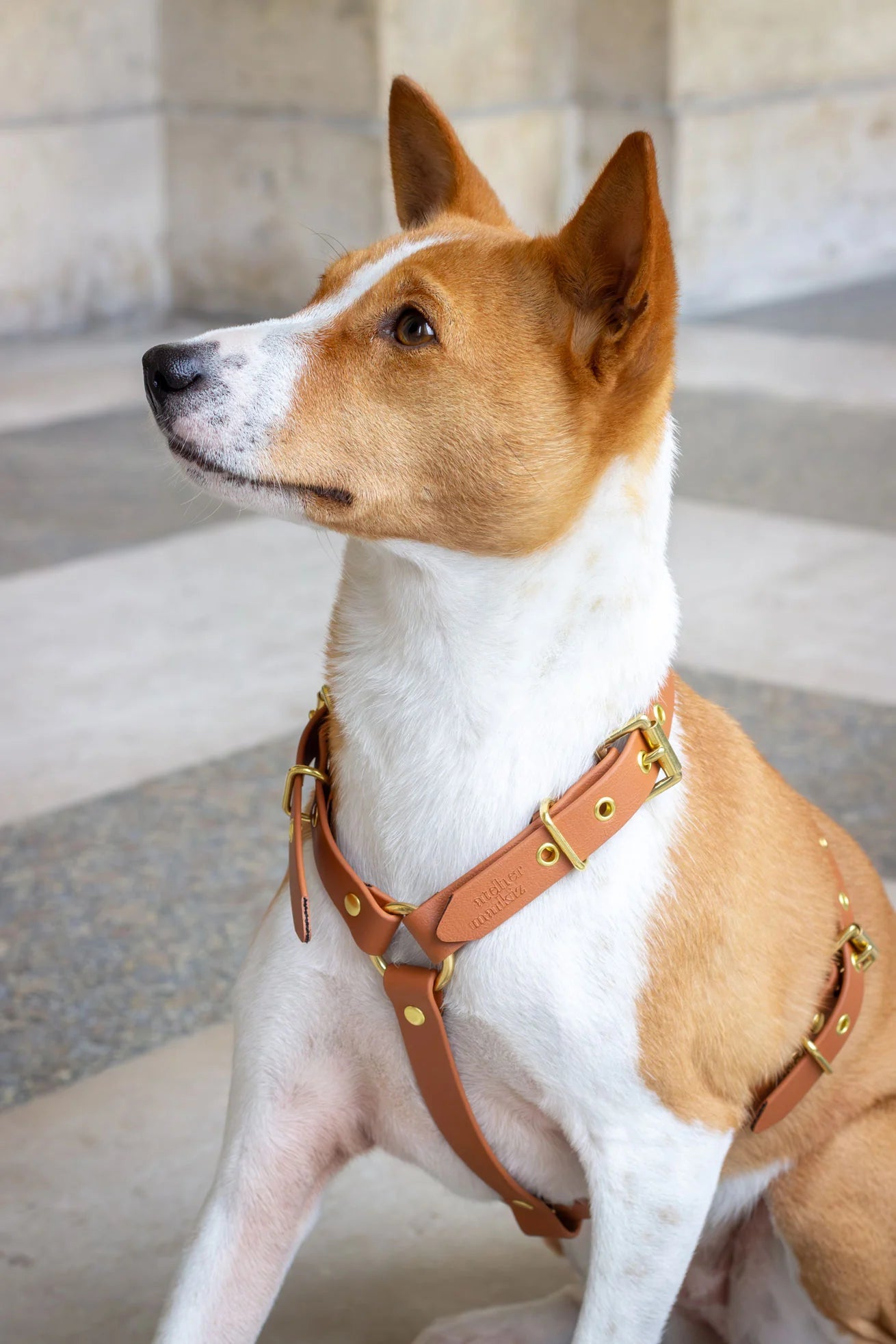 Harnais biothane Camel