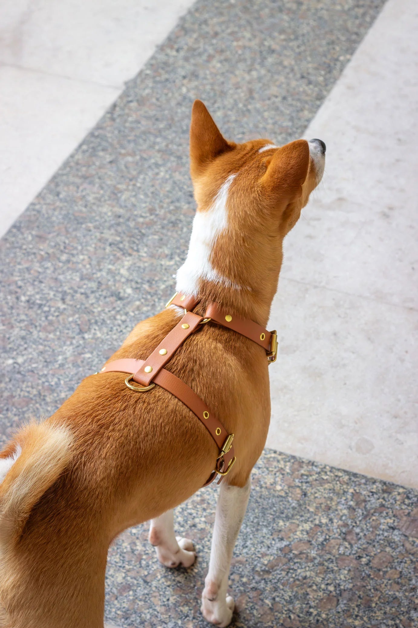 Harnais biothane Camel