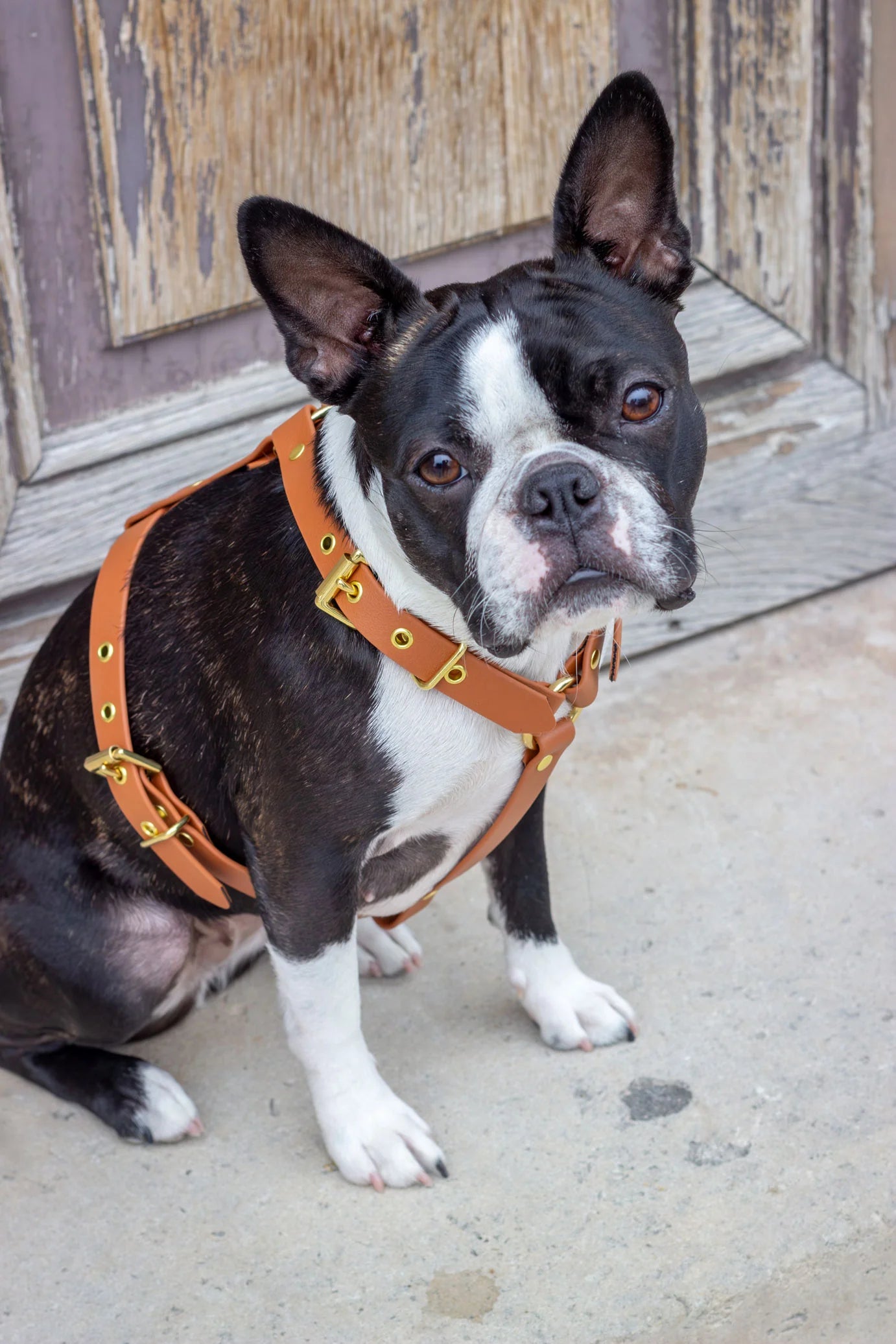 Harnais biothane Camel