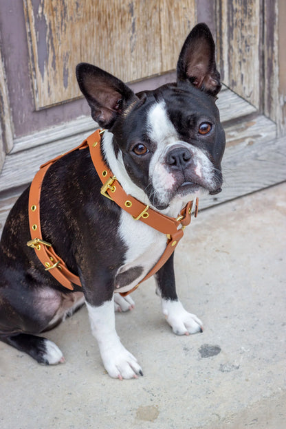 Harnais biothane Camel