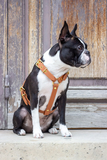 Harnais biothane Camel