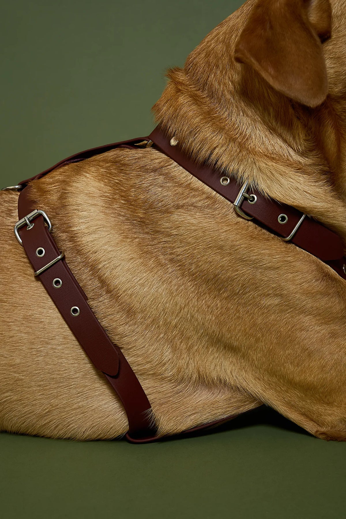 Harnais biothane Saddle