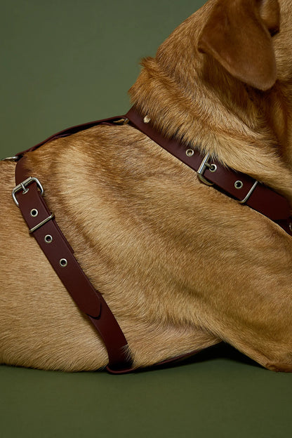 Harnais biothane Saddle