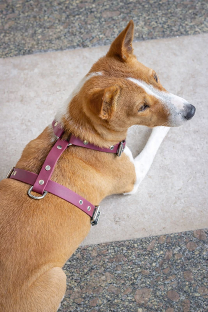 harnais-magenta-chien-biothane