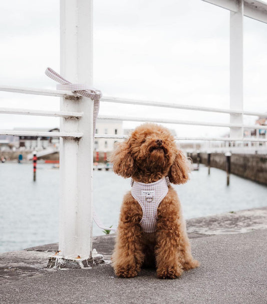 Adjustable beige gingham harness