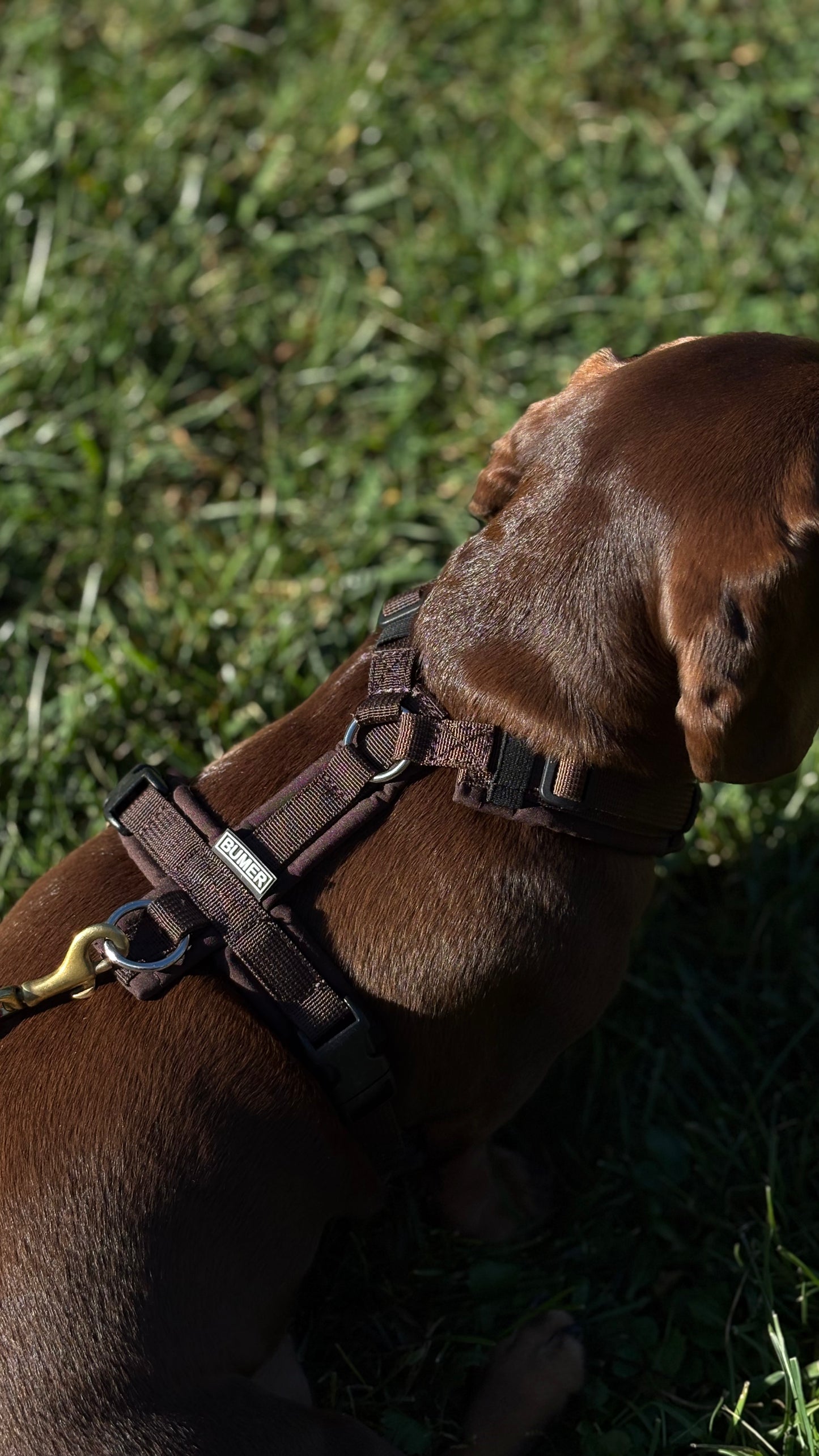 Chocolate harness