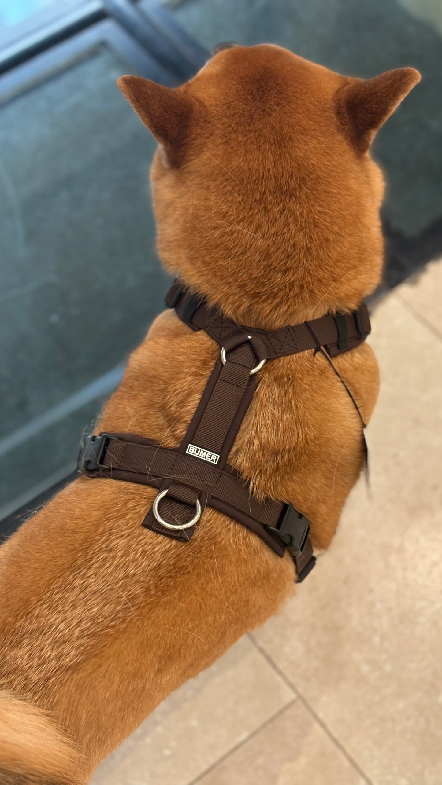 Chocolate harness