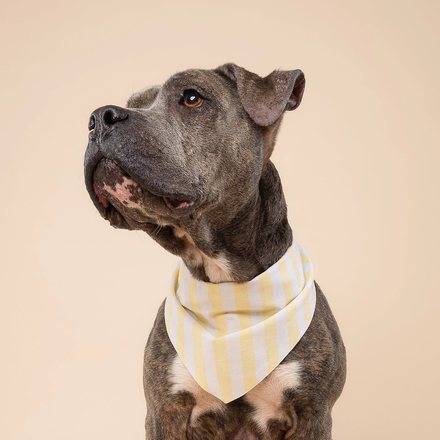 Bandana rayures jaune beurre