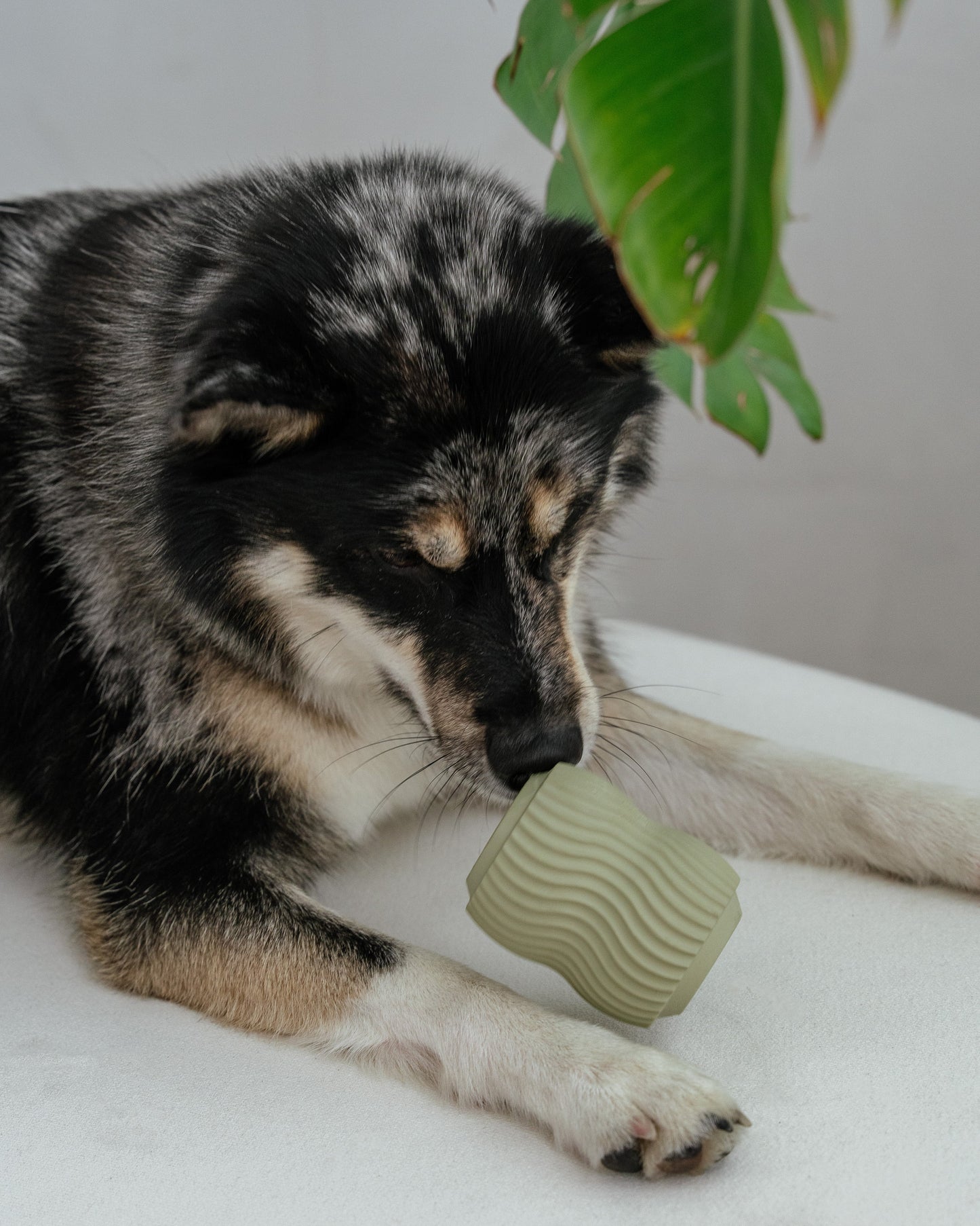 Jouet interactif vert