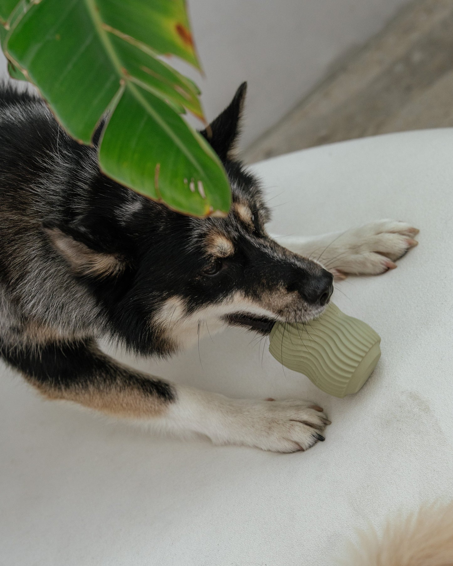 Jouet interactif vert