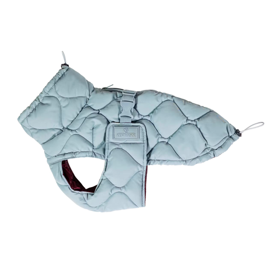 Blue dog down jacket