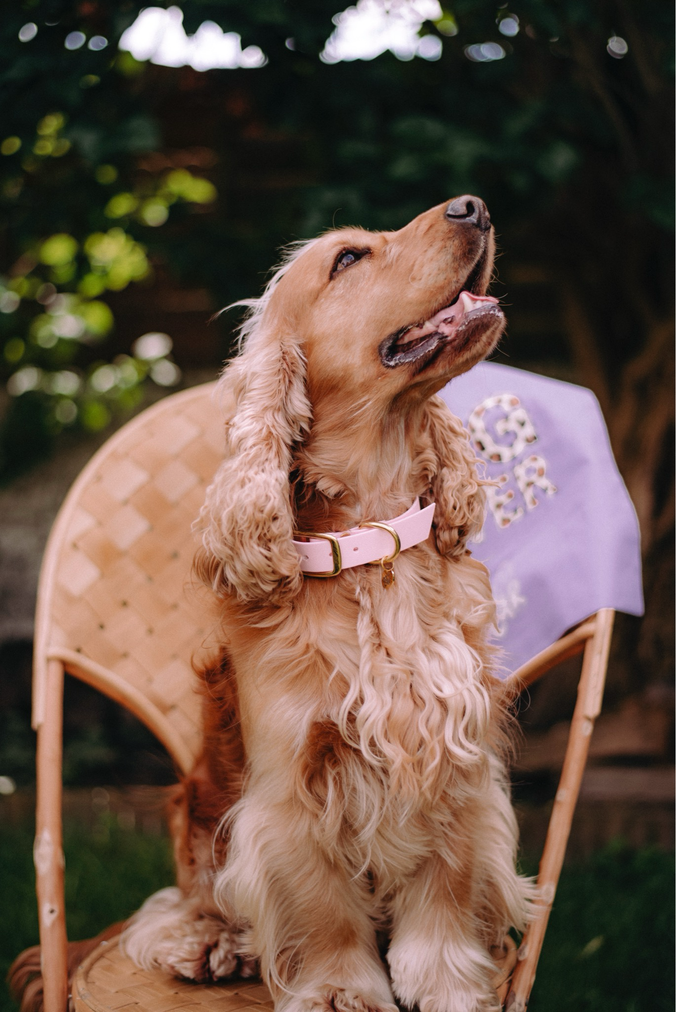 Multi-position leash - Pink