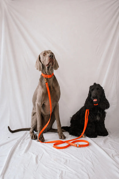 Collier biothane Orange néon